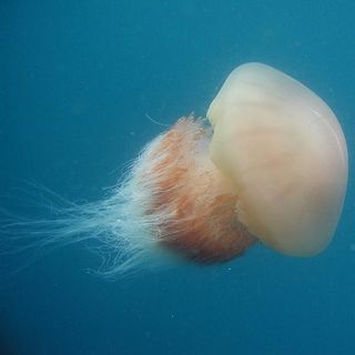 nomuras giant jellyfish