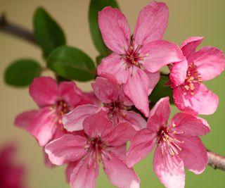 Crab apple 'Prairifire' has unusual dark pink blossom