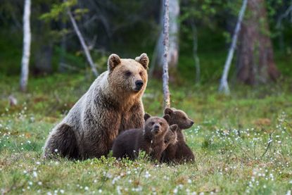 Brown bear and cubs. 