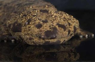 giant-salamander-face-100726-02