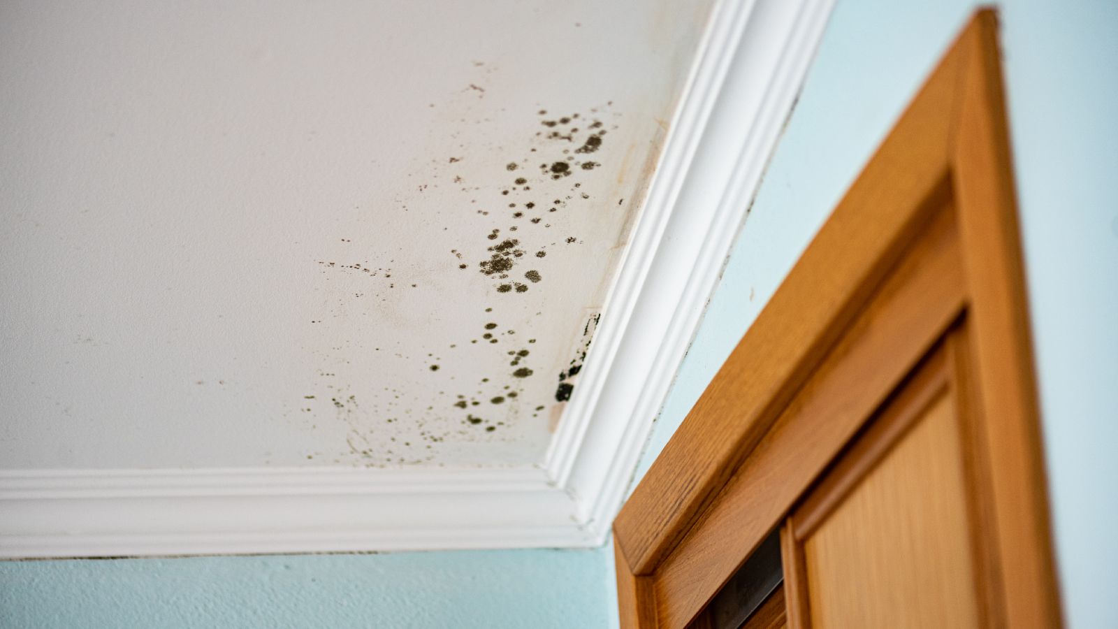 How to remove mould from ceilings expert tips and solutions Homebuilding
