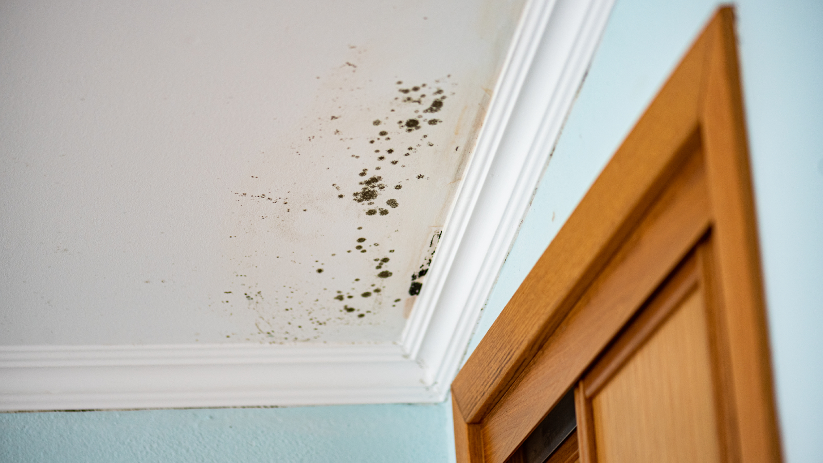 How to remove mould deals from ceiling