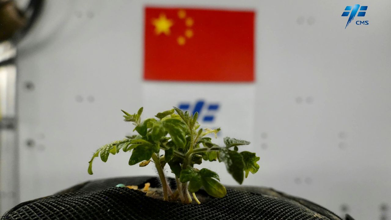 A tomato plant growing aboard the Tiangong space station.