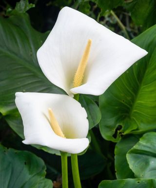 Calla lilies