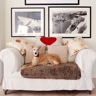 dog with frames on wall and sofa with cushions