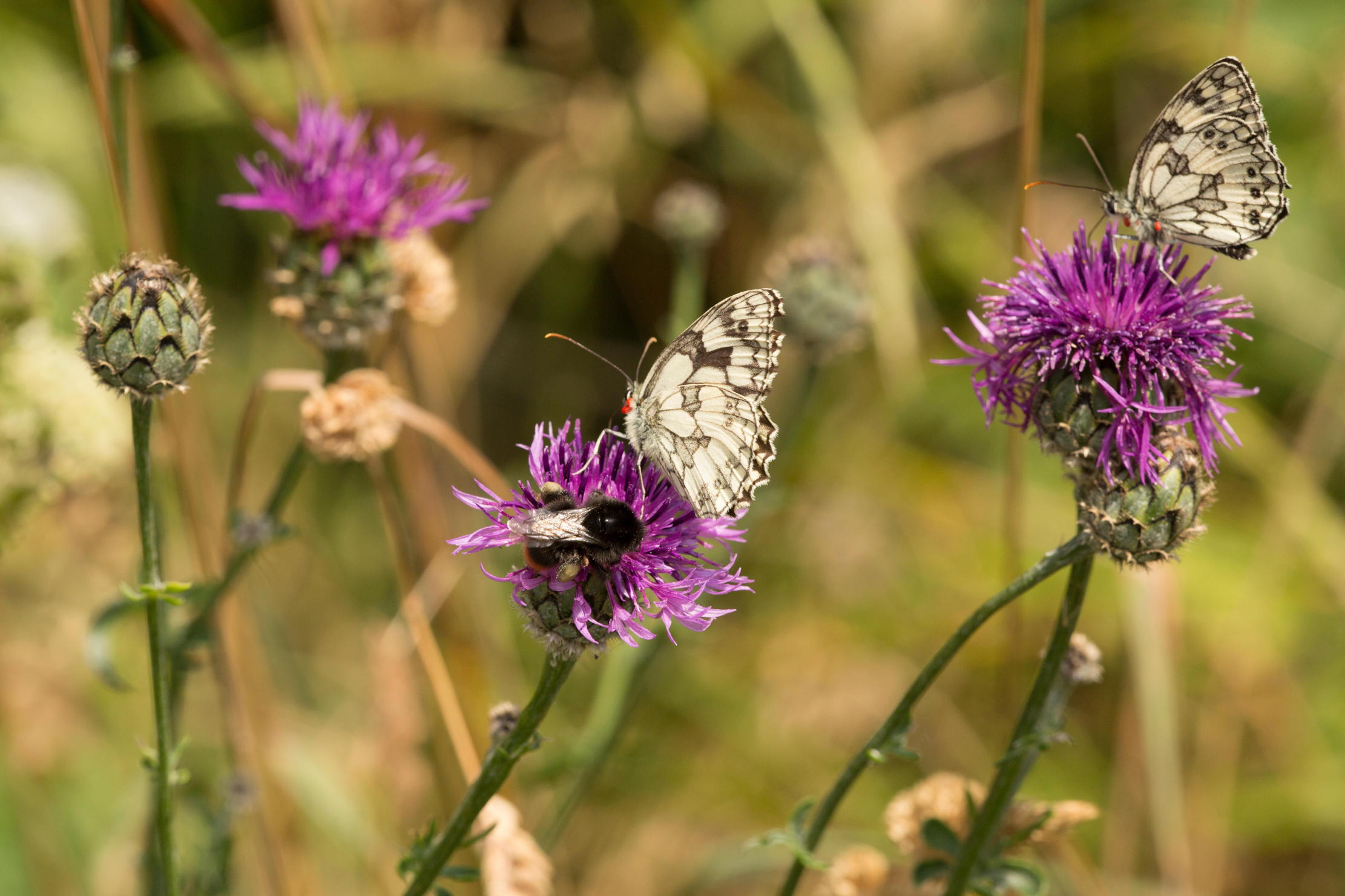 Two marbled white butterflies sit on some flowers
