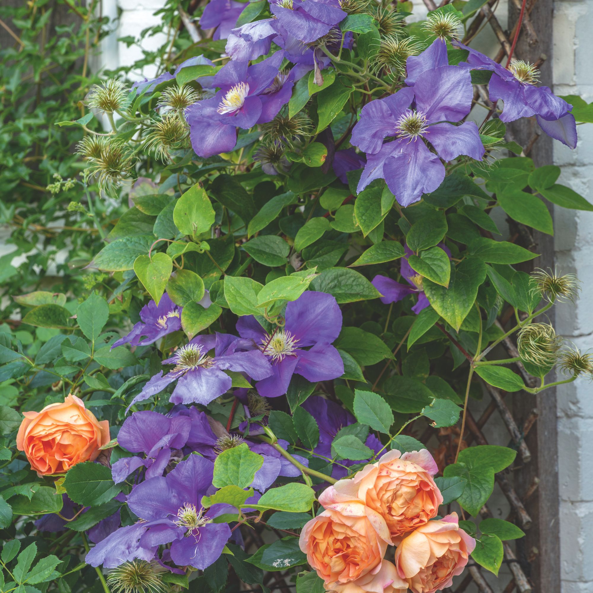 Purple clematis flowers and orange roses growing on trellis in garden