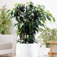 Weeping Fig | from £18.74 at Primrose