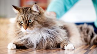 Magnificent ruff on Siberian cat