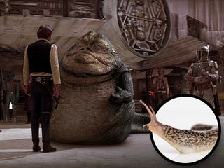 Hutt from Star Wars and a slug