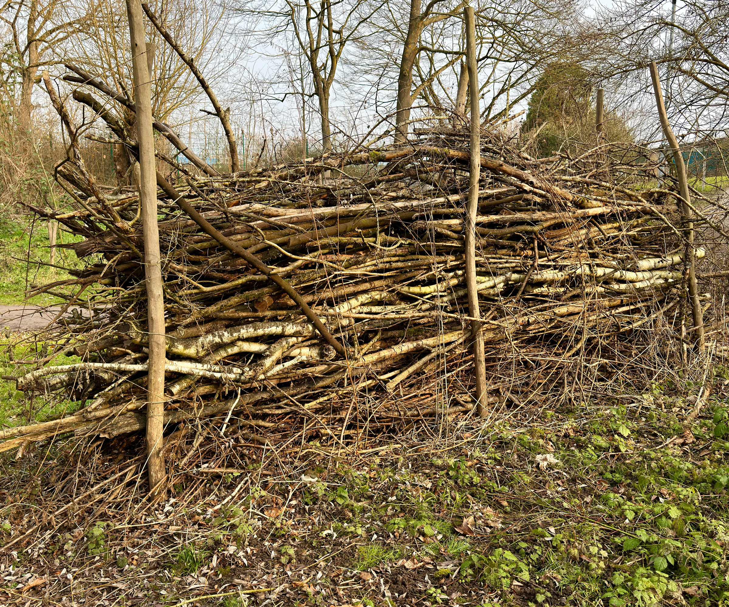 dead hedge made from branches and twigs