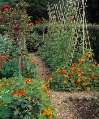 nasturtiums growing up hazel wigwam supports alongside runner beans and red roses in potager garden