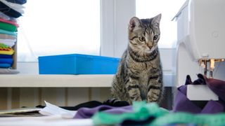 Kitten and sewing machine