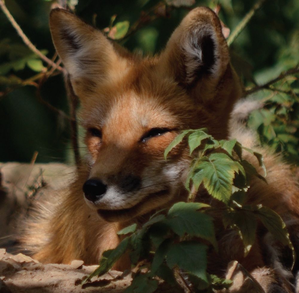 Study Will See if Coyotes Spread Rocky Mountain Spotted Fever in