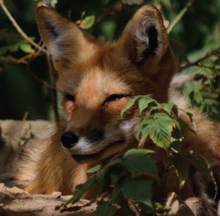 A red fox. 