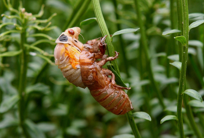 The puzzles of Cicada 3301 require a geek-level understanding of prime numbers. Both the life cycle of cicadas and the number 3301 are linked to this particular field of mathematics.