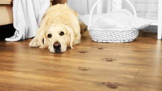 Trailing muddy paw prints on a wooden floor leading to a Labrador