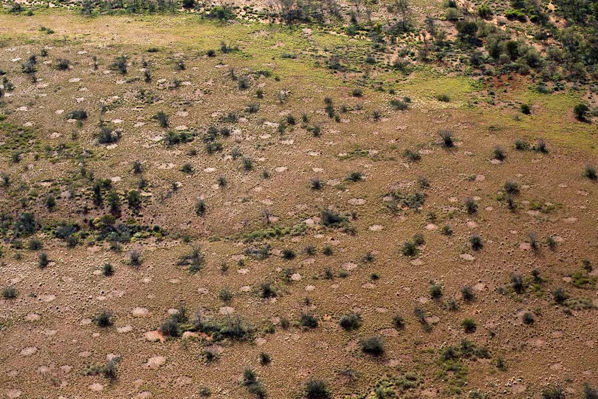 Fairy circles (barren patches surrounded by grasses) dot this desert area just south of Kintore, in the Northern Territory of Australia. 