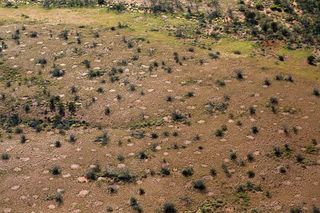 Fairy circles (barren patches surrounded by grasses) dot this desert area just south of Kintore, in the Northern Territory of Australia. 