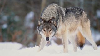 what to do if you encounter a wolf: gray wolf