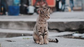 Picture of cat on pavement