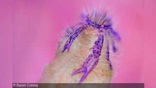 An image of a purple crustacean on a pink background 