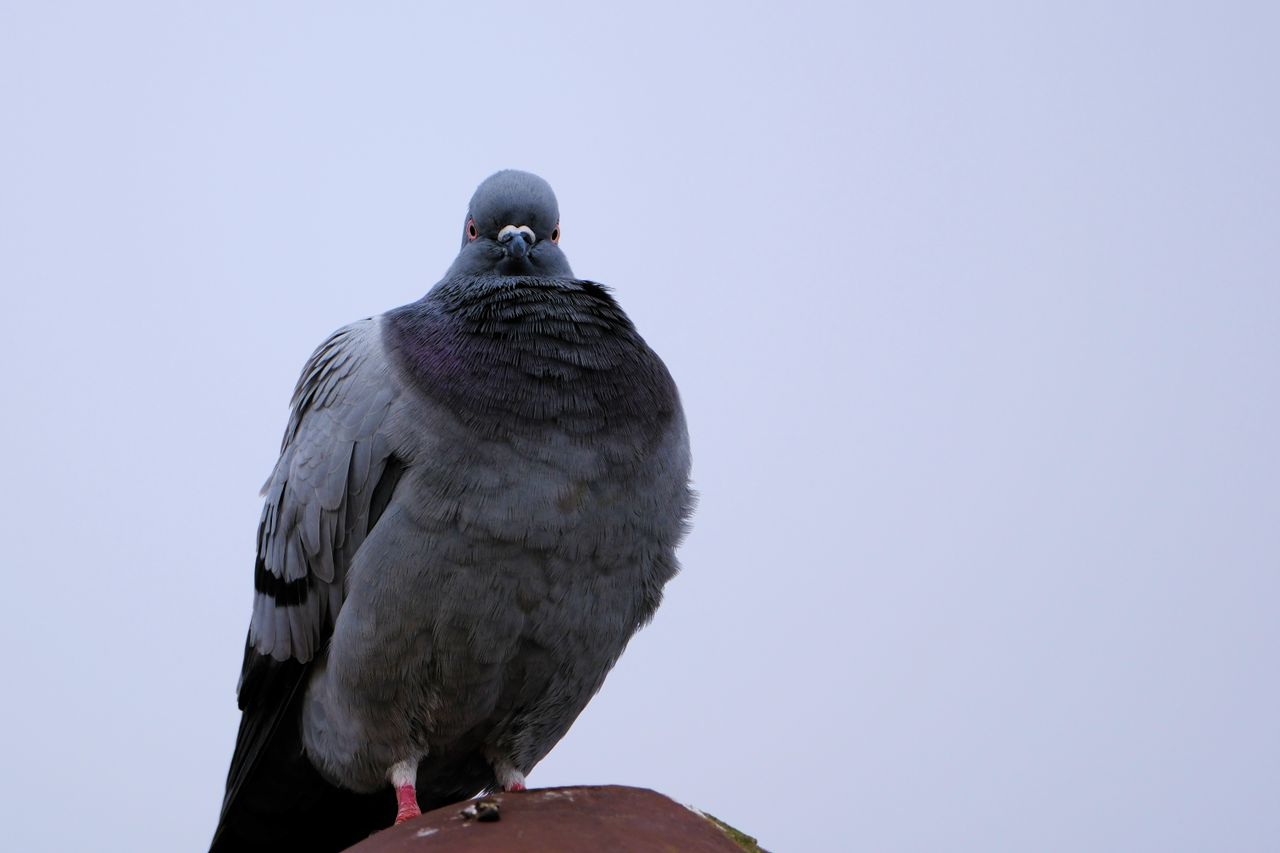 Fujifilm XF 500mm F5.6 R LM OIS WR