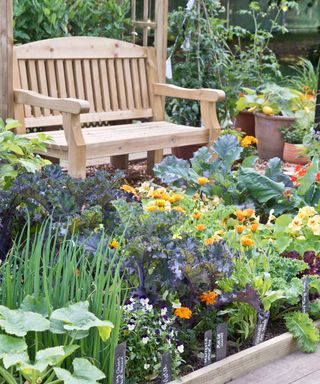 bench in vegetable garden