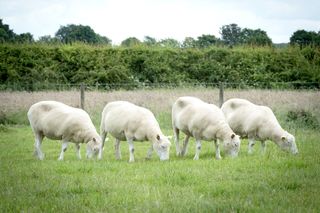 Several sheep that are clones of each other graze together in a field.