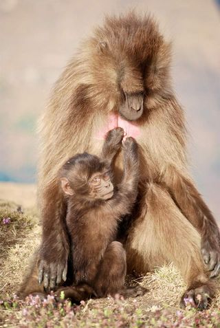 A mother gelada and her 6-month-old infant. Infant geladas typically nurse for the first 1.5 to 2.0 years of their lives.