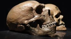 Side-view of two skulls positioned one behind the other. The front skull takes up most of the image. The front skull belonged to a Neanderthal, while the skull behind belonged to an early modern human