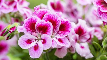 Regal Geranium &quot;Elegance Jeanette&quot; in flower