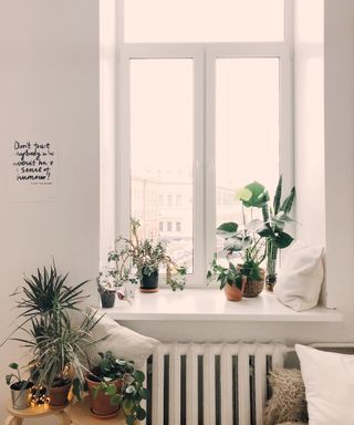 House plants in a window