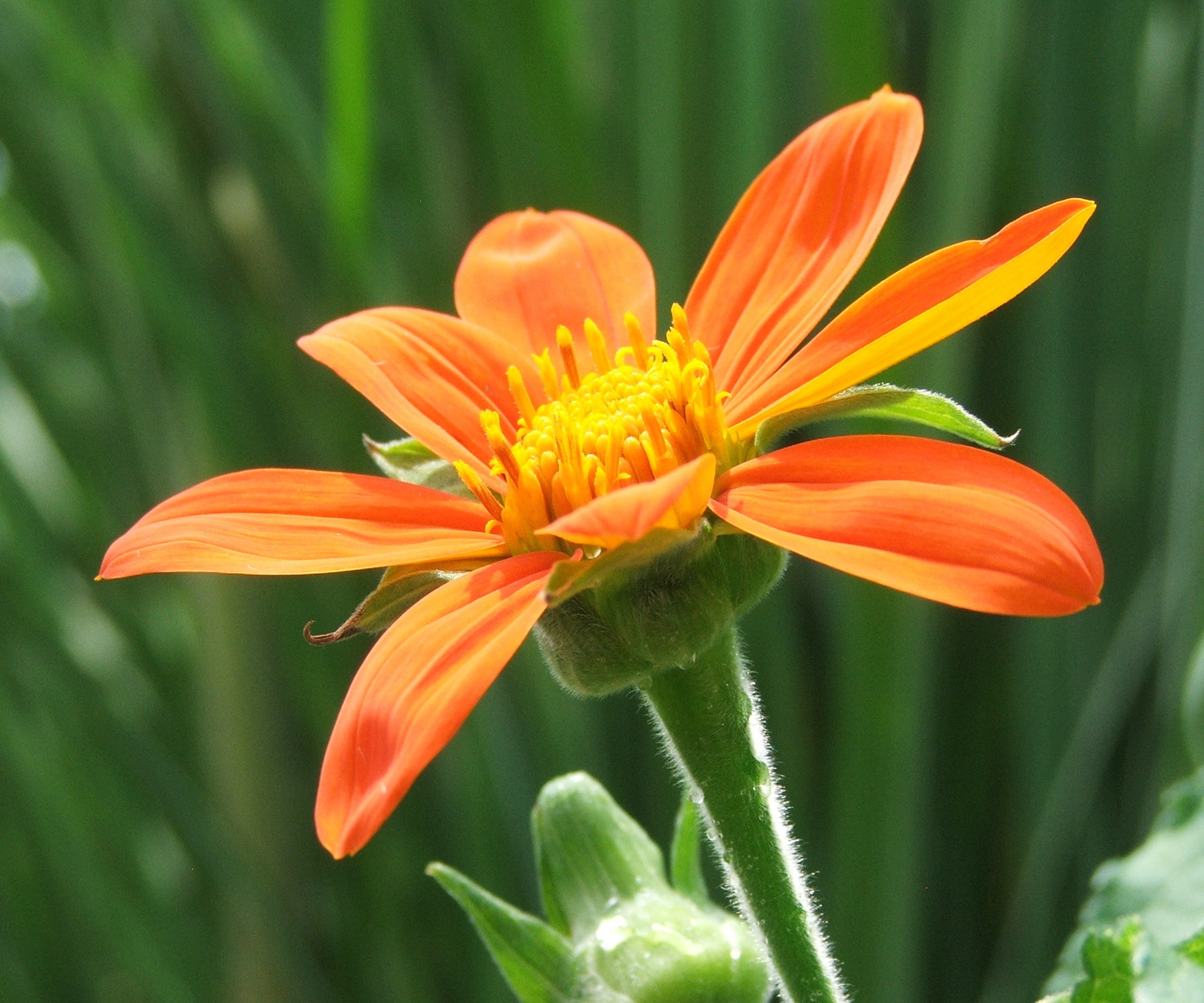Mexican Sunflower,