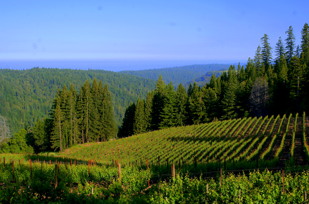 Hirsch-Vineyards-towards-Pacific-Ocean