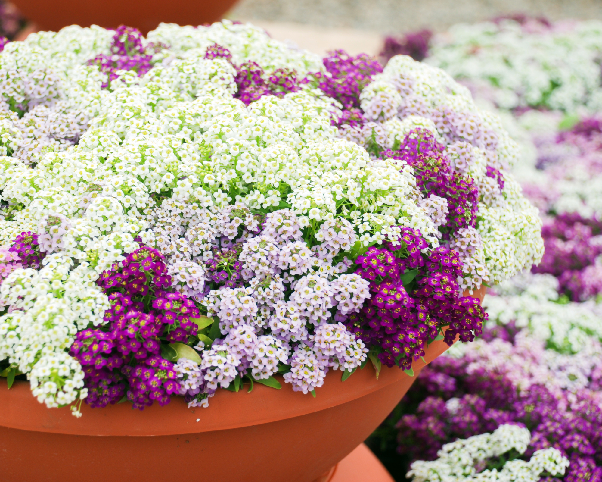 Sweet alyssum flowers in a terracotta pot