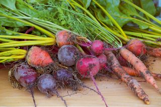 Picked organic veg