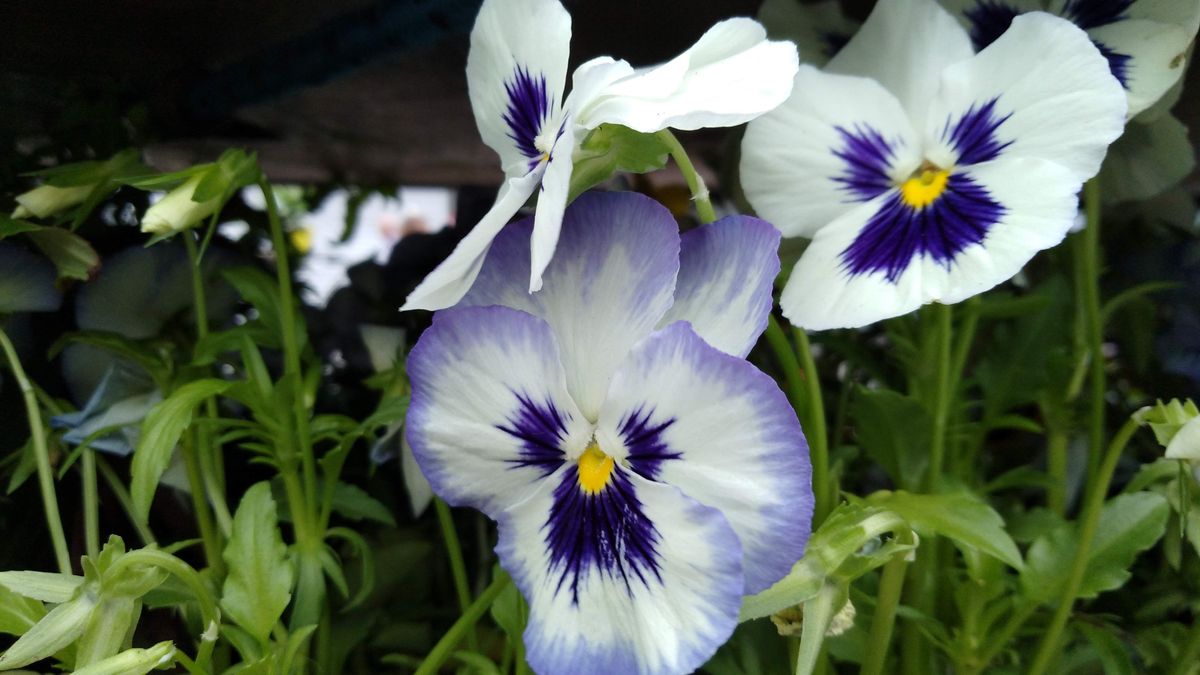 Reasonable quality and accurate color reproduction in good sunlight.