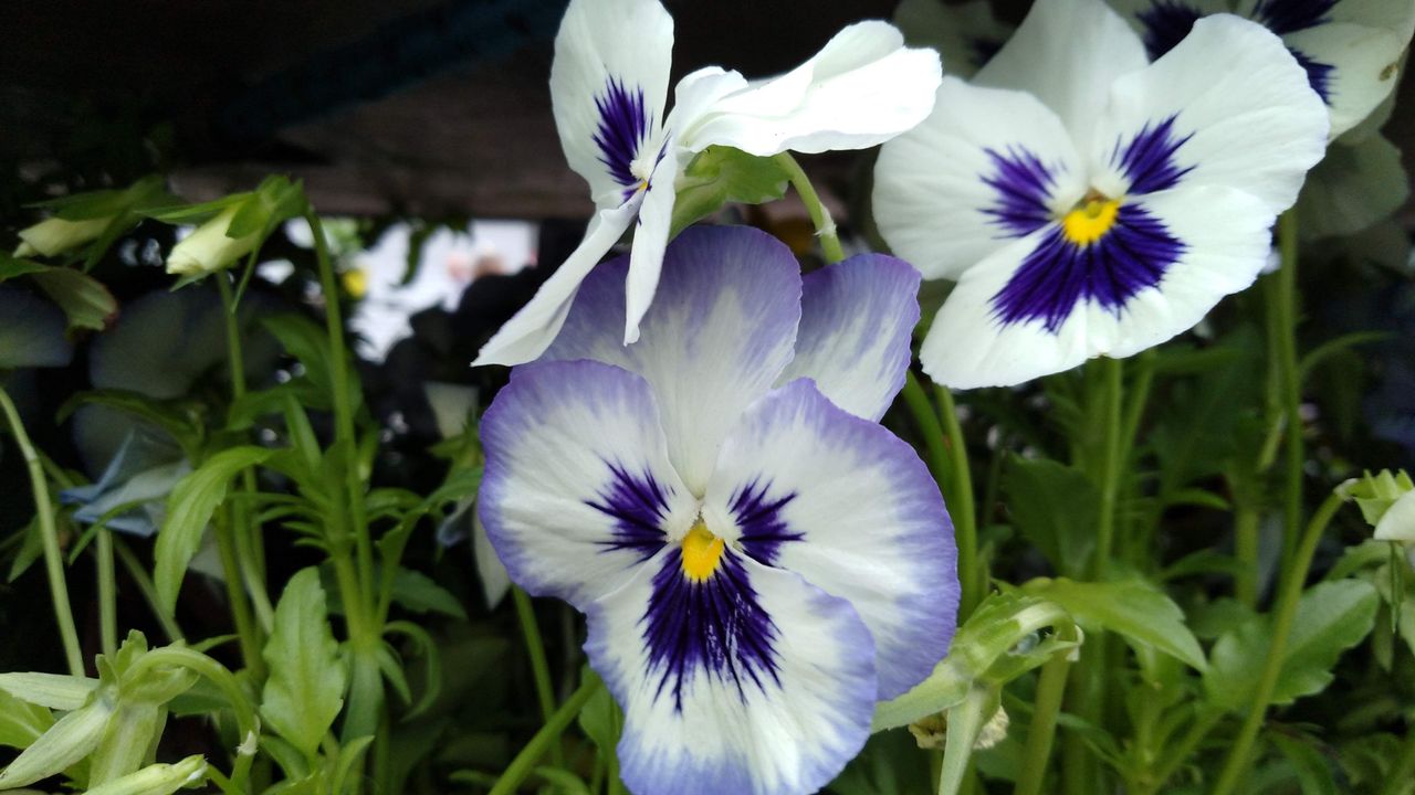 Reasonable quality and accurate color reproduction in good sunlight.