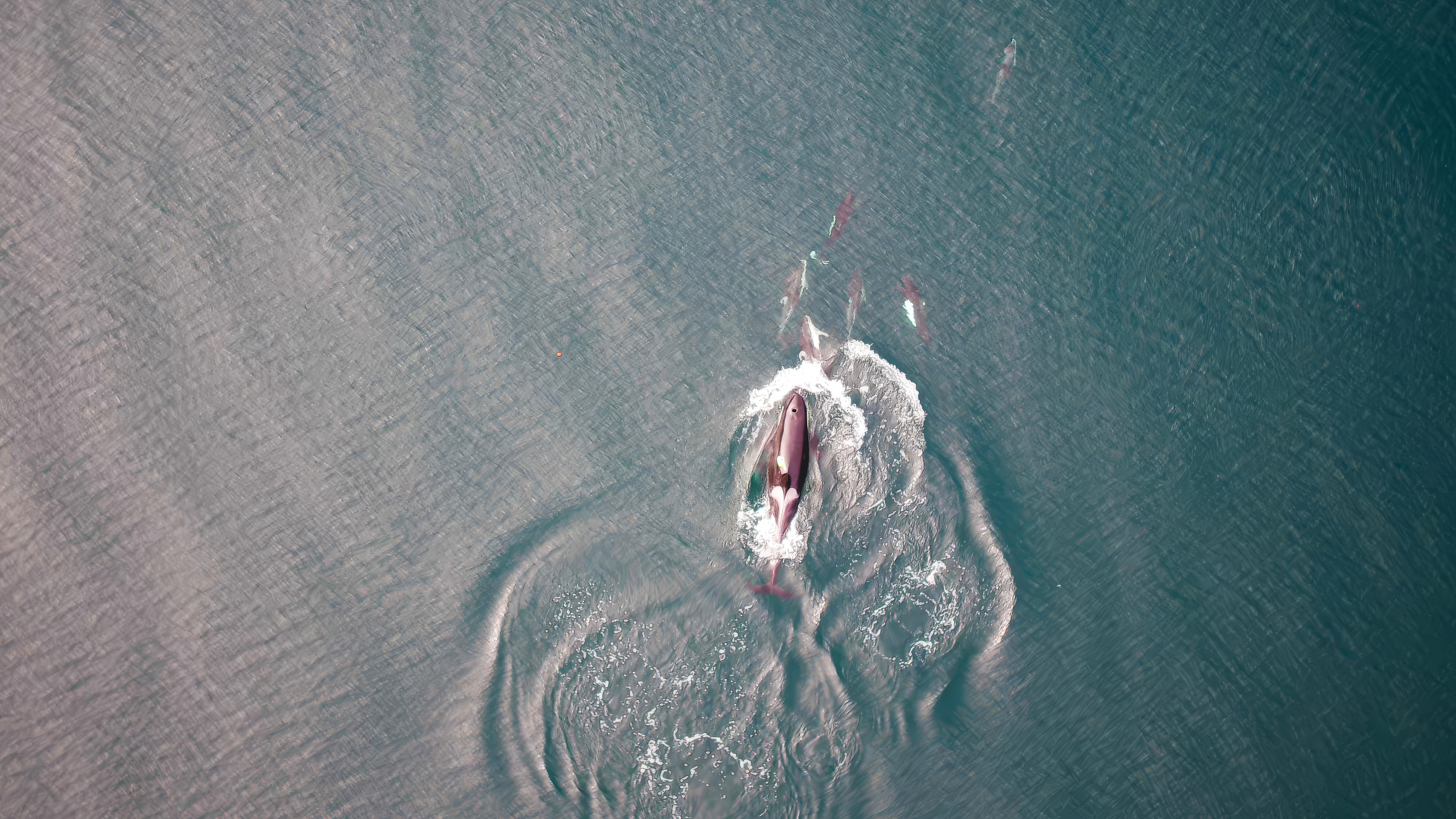 Killer whales, dolphins, and dall&#039;s porpoise interacting at the surface between foraging dives.