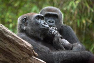 The 2007 discovery of some 125,000 western lowland gorillas in the northern Congo by Emma Stokes and her team of WCS conservationists helped lead to the creation of the Ntokou-Pikounda National Park there. The WCS Bronx Zoo raises awareness of these efforts through its Congo Gorilla Forest (pictured).