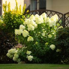Limelight hydrangea in yard