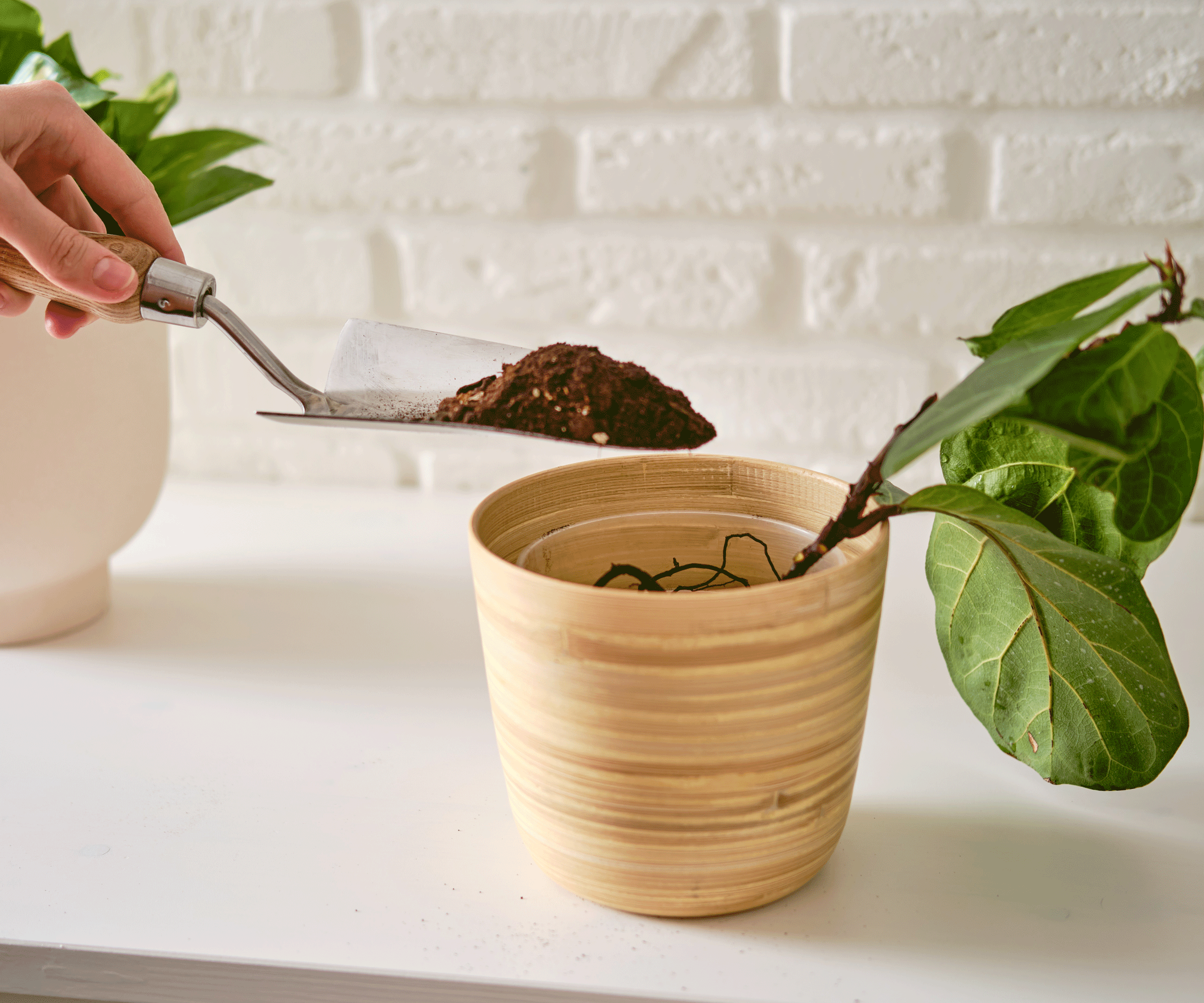fiddle leaf fig plant being potted up