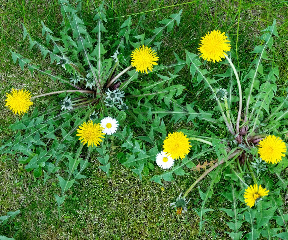 Weed and feed: Experts explain whether or not to use this method ...