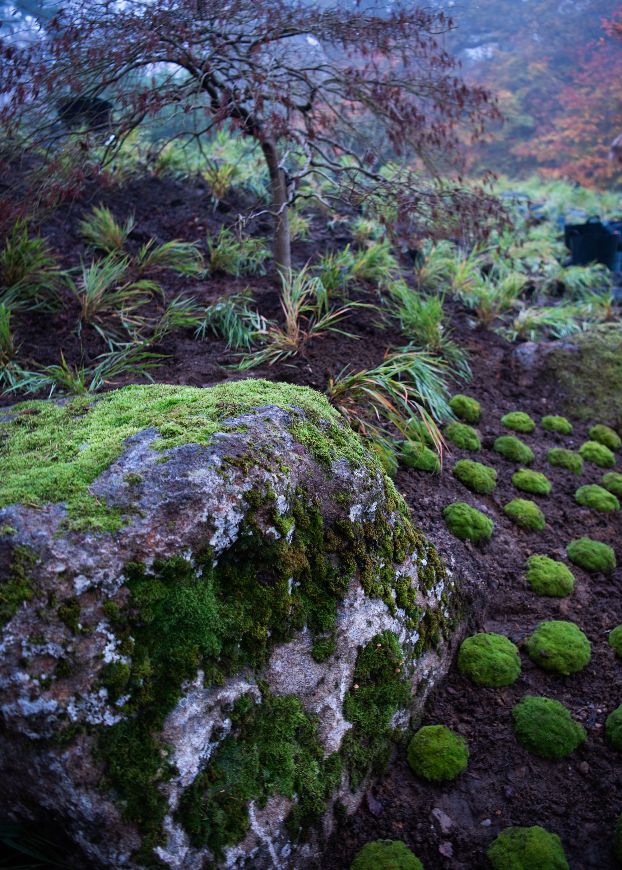 Zen-inspired garden with moss covered boulder, moss plants, ornamental grasses and acer tree