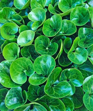 Glossy green leaves of wild ginger – Asarum europaeum