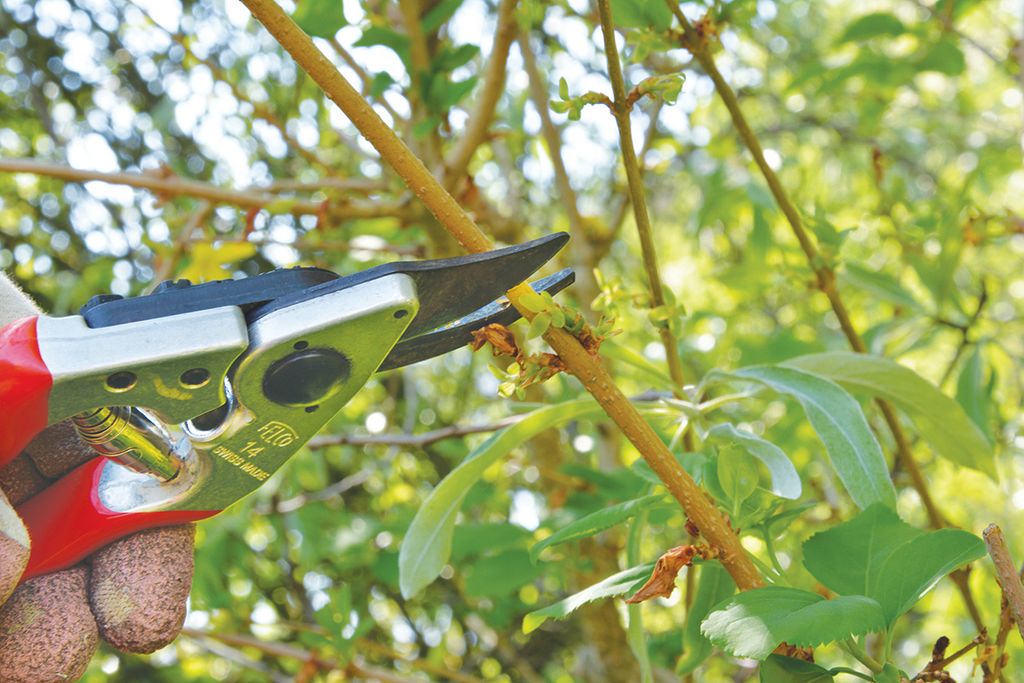 Pruning forsythia when and how to do it Gardeningetc