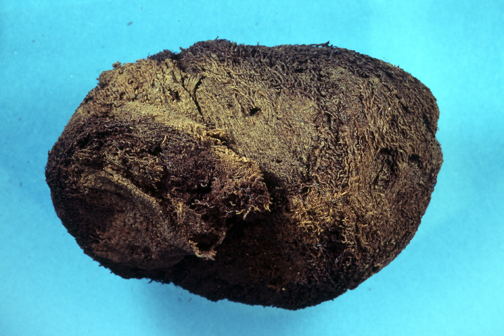 egypt, mummies, world's oldest known mummies