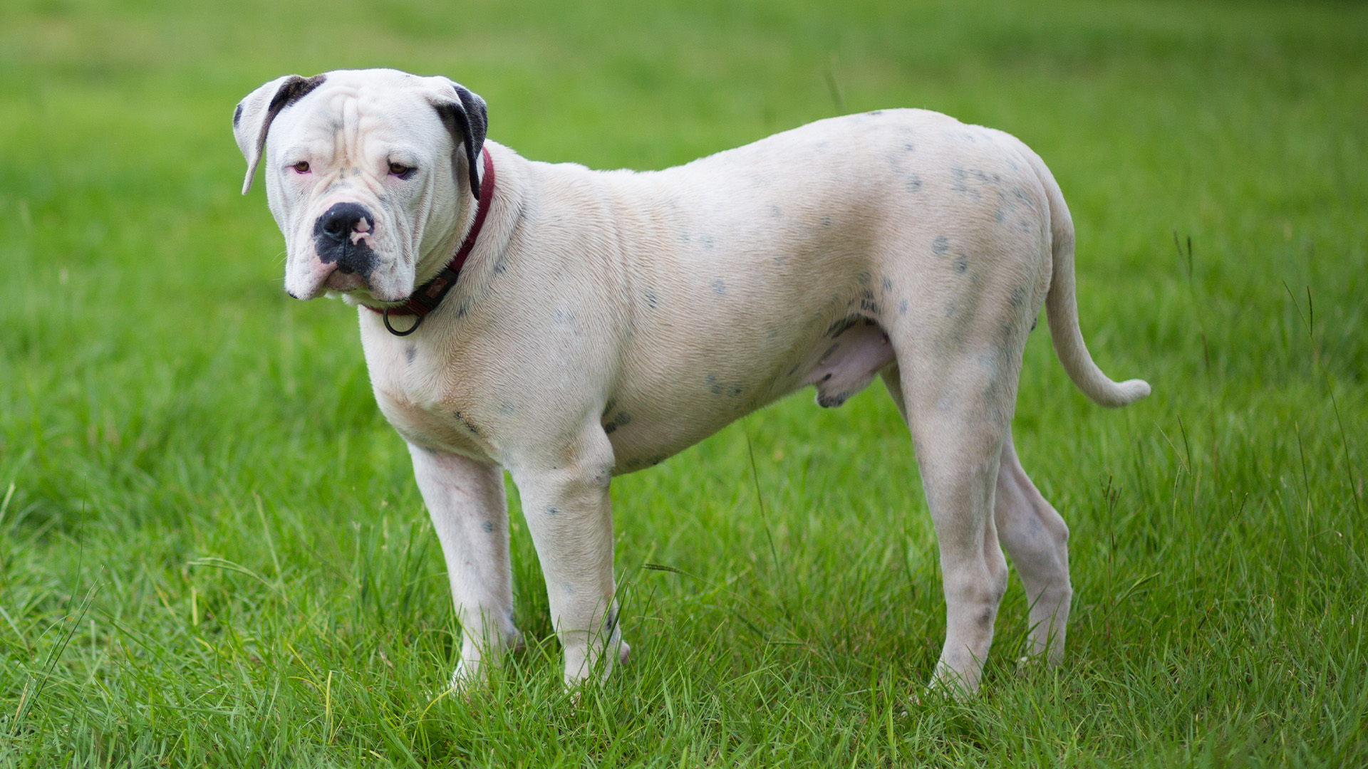 White American Bulldog standing side on
