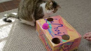 DIY soda box cat toy